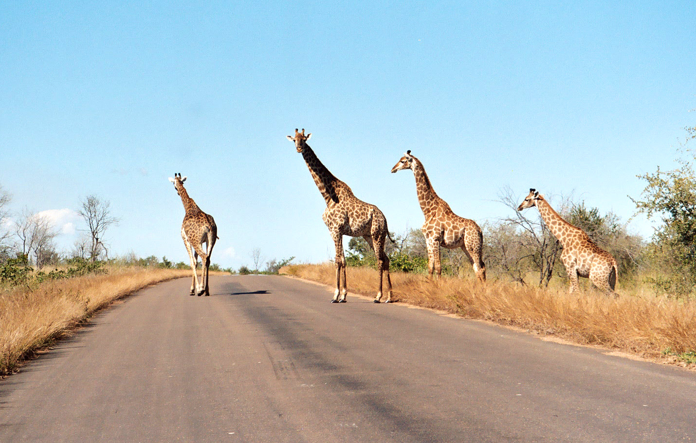 Kruger - Four Giraffes in Road.jpg